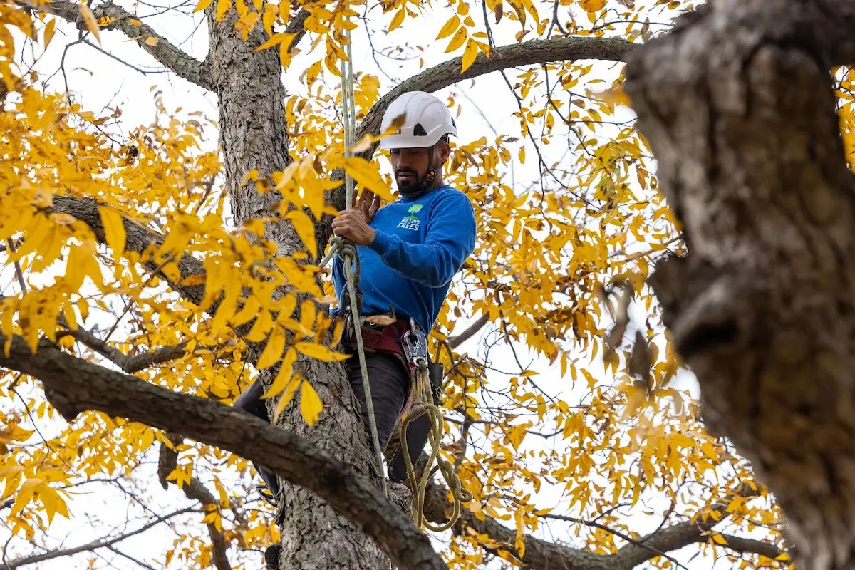 Skilled Tree Planing crew working in Milton